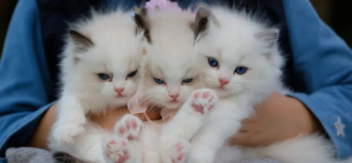 Cani e gatti in crescita nelle famiglie italiane